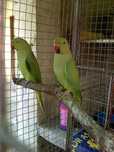 Ring Necks Verdes para ceder