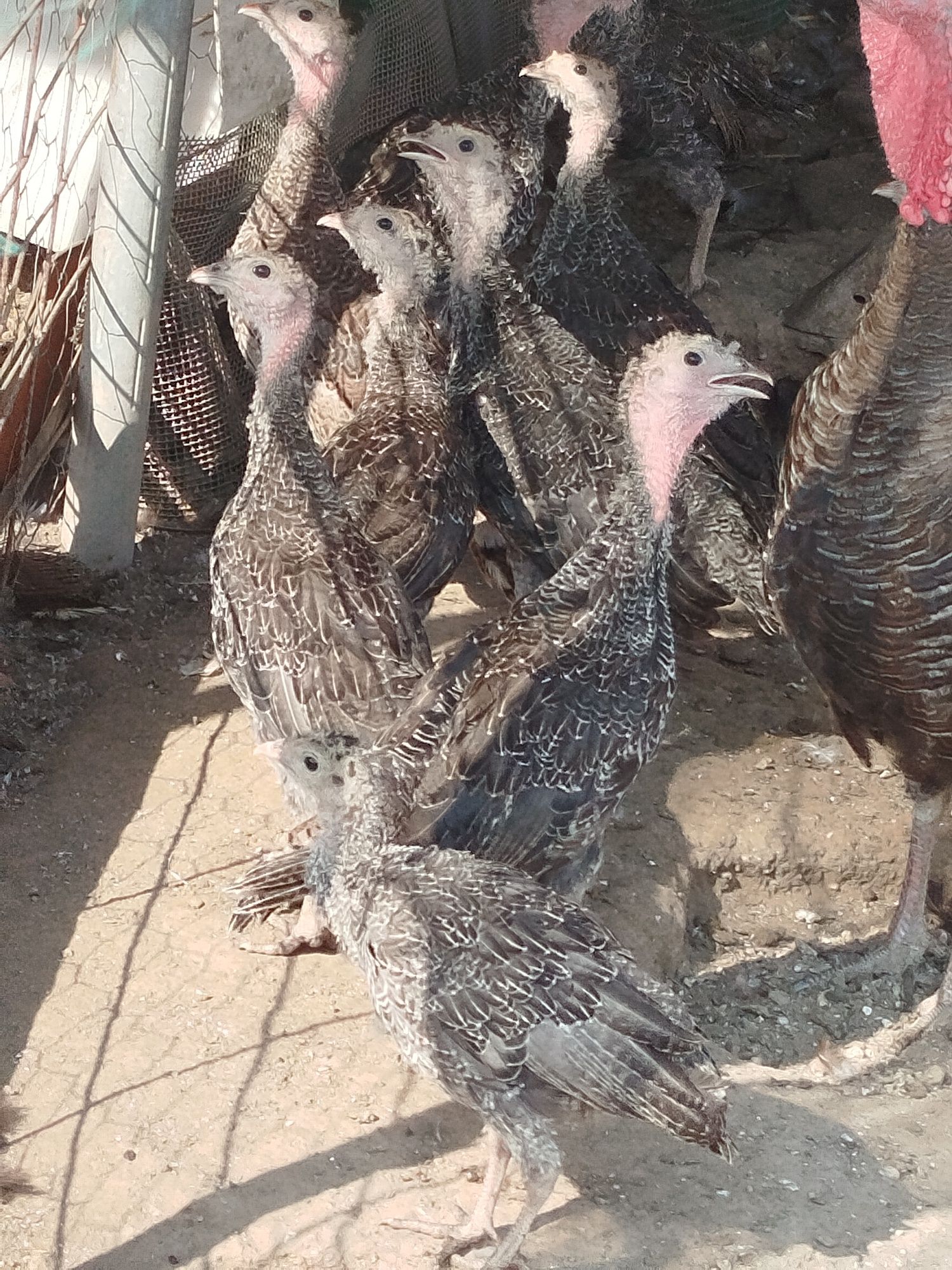Vendo ou troco patos mudos, perus e garnisos