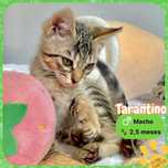 Gatinhos para adoção