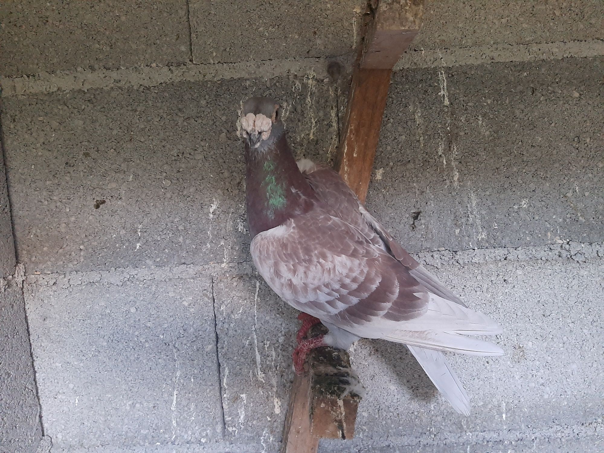 Pombos linha antiga