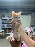 Encontrar novo donos, Gatos de 4 Semanas