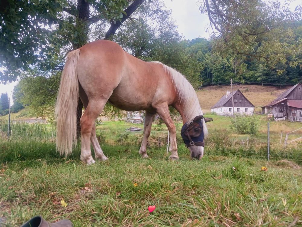 Sprzedam klacz rasy Haflinger
