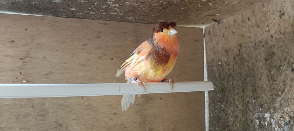 Canários machos Arlequim Português