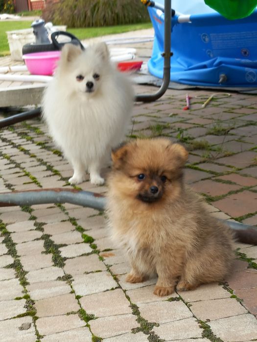 Szczeniaki szpic miniaturowy pomeranian suczki