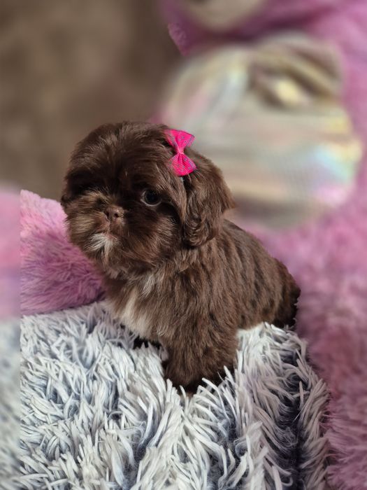 Przepiękna czekoladowa sunia Shih-Tzu gotowa do odbioru