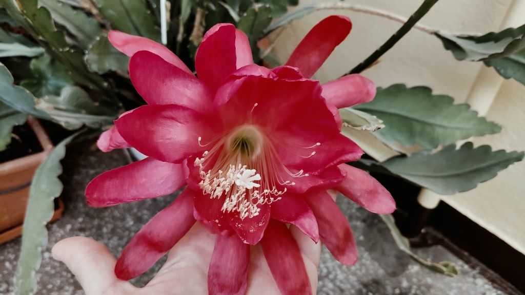 Epiphyllum sp. Kwiat czerwony duży.