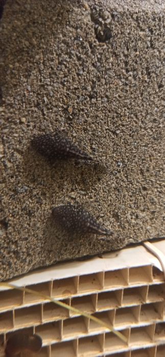 Анцитруси акваріумні рибки