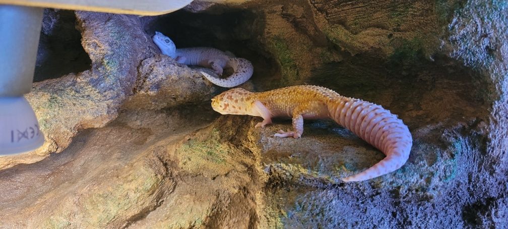 Terrarium + dwa gekony