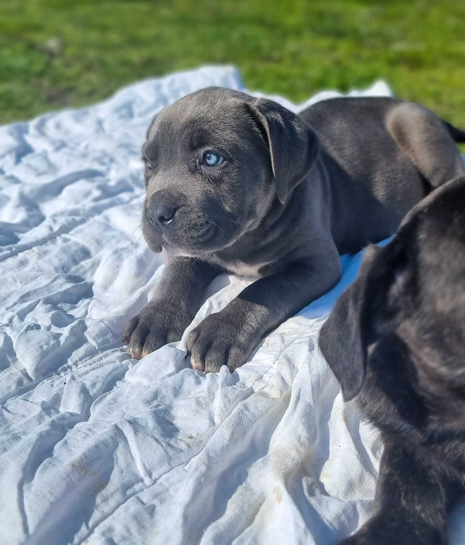 Cane corso suczka