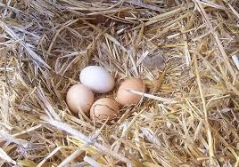 Домашні яйця курей та заморожені гусячі та курячі тушки