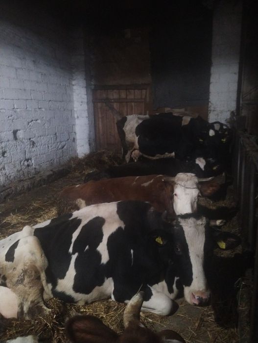 Likwidacja gospodarstwa 12 krów mlecznych