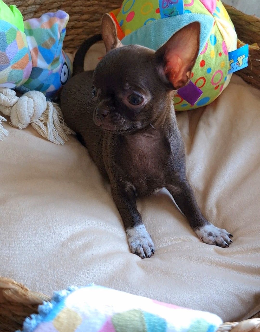 Czekoladowa dziewczynka Chihuahua ** CANDY **