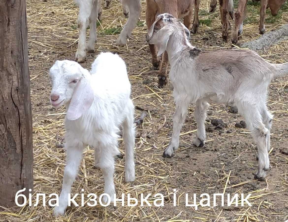 Продам чарівних коротковухих і нубійських козенят