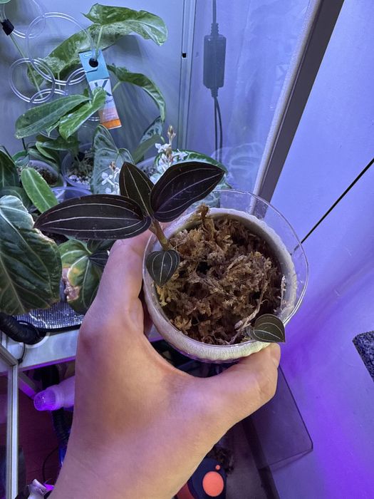 Jewel orchid, storczyk jubilerski