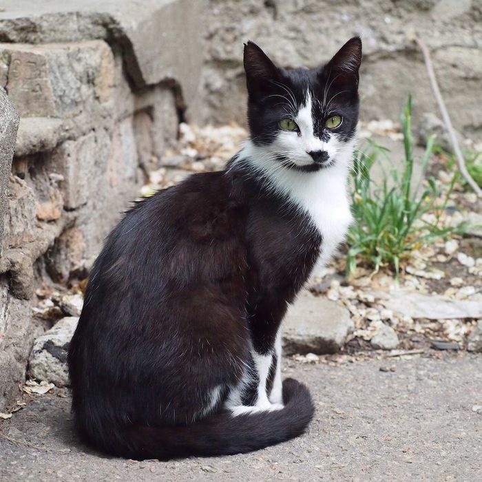 Скромная кошечка ищет дом