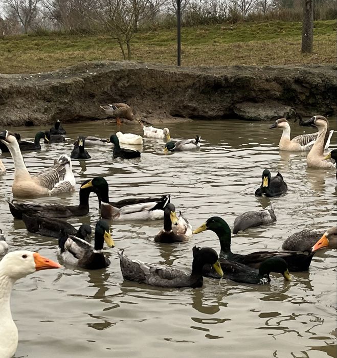 Biegus indyjski - kaczory z 2025r.