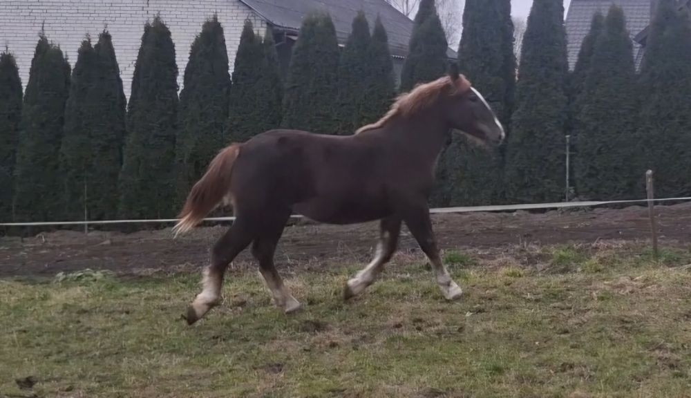 Źróbka zimnokrwista