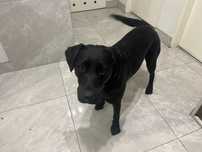 czarny labrador sunia 1,5 roku