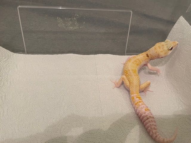 Gekon Lamparci W&Y Tremper Albino Paradox