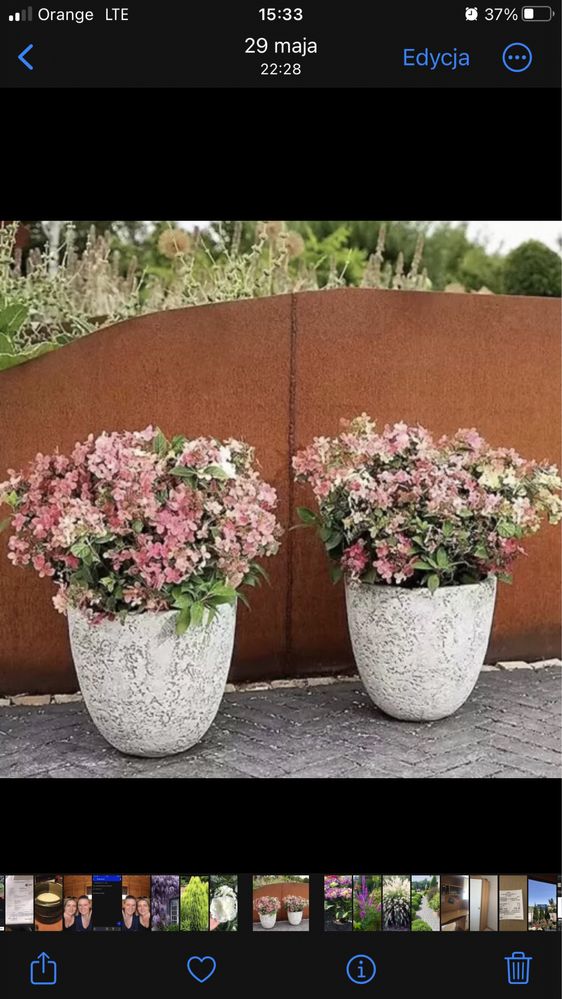 Hortensja Polestar