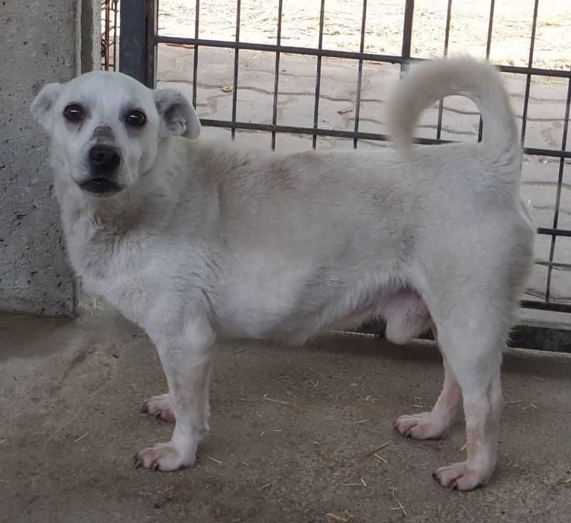 KAZAN mały , biały pies ale z charakterem, czeka na adopcję