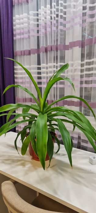 Розкішна кімнатна юкка