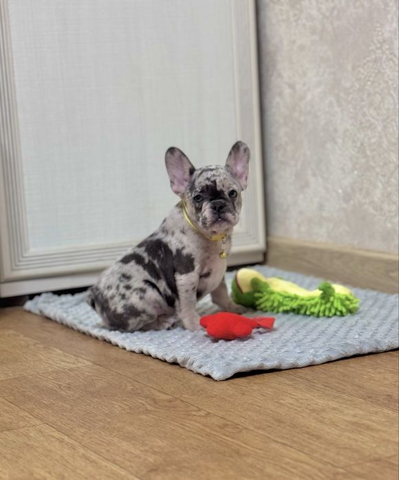 Малята - французята чекають на Вас!