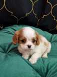 Sprzedam sunię Cavalier King Charles Spaniel