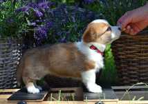 Welsh Corgi Cardigan szczenie FCI
