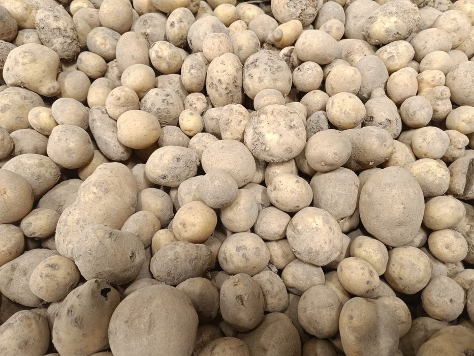 Ziemniaki paszowe przebrane czyste