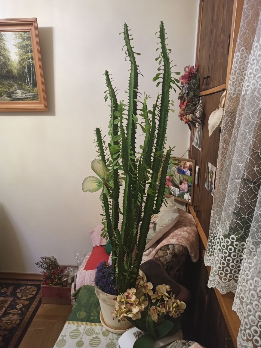 Kwiat  kaktus wilczomlecz trójzebrowy