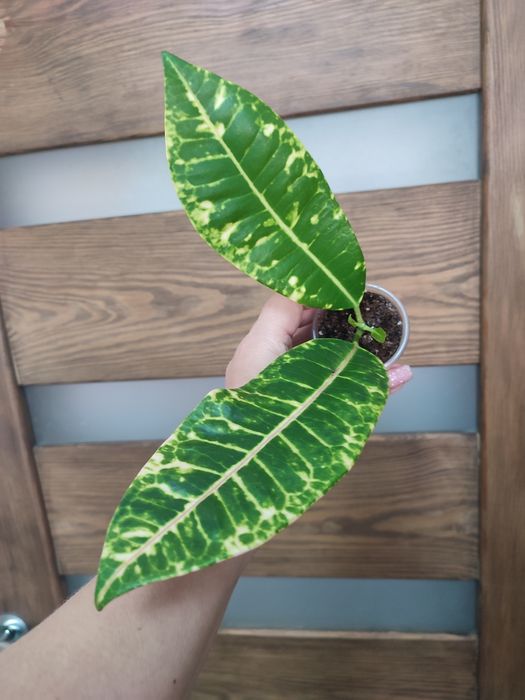 Продам домашні Кротони