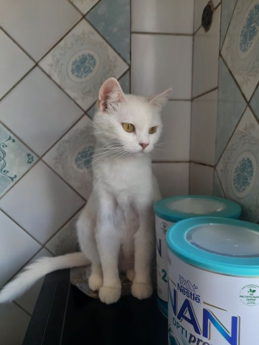 Отдам белую кошку, стерилизована,привита, 1 год