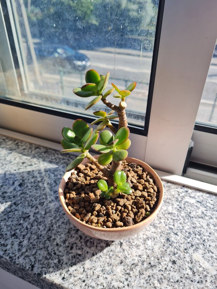 Vasos e plantas variadas