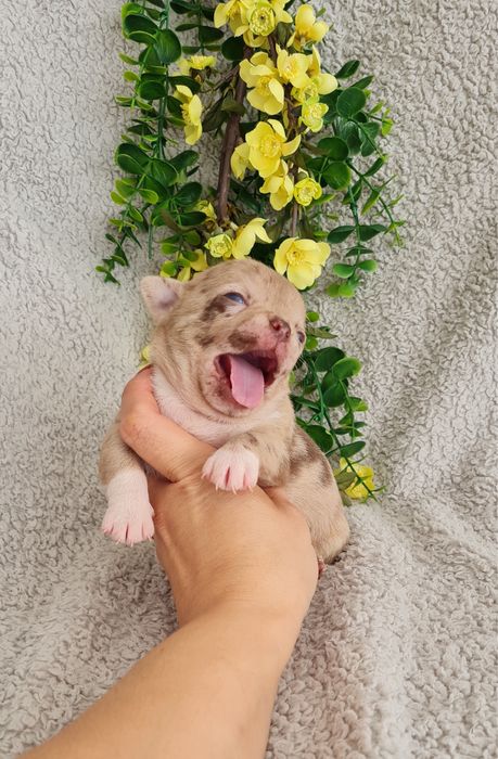 Excelente merle Chihuahua/Chiuaua de Qualidade