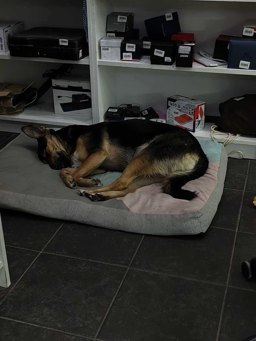 Oddam suczkę do Adopcji, Bajka szuka nowego domu