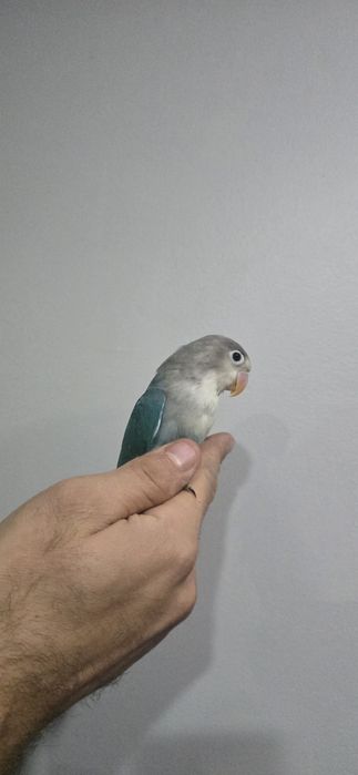 Agaponis domésticados