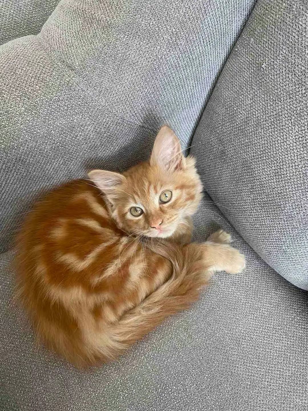 Котёнок в хорошие руки