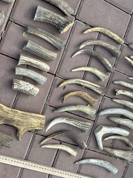 Заготовки рог для поделок