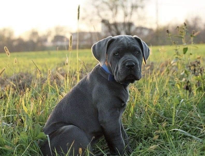 Неймовірно красива сіра Кане Корсо дівчинка