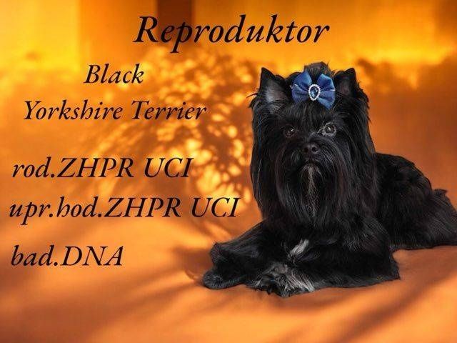Yorkshire terrier Black Malutkie Mini Mini