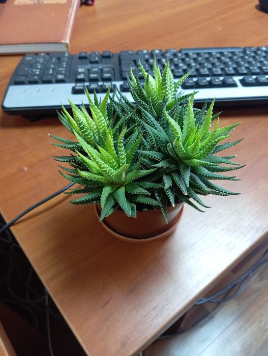 Хавортія смугаста