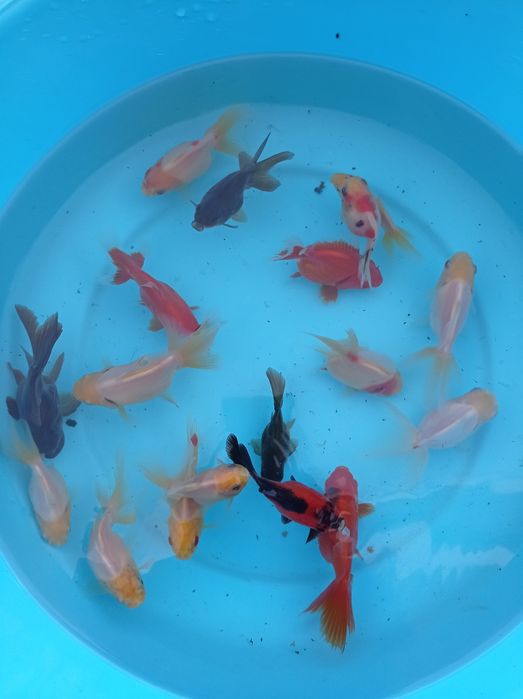 Orandas goldfish