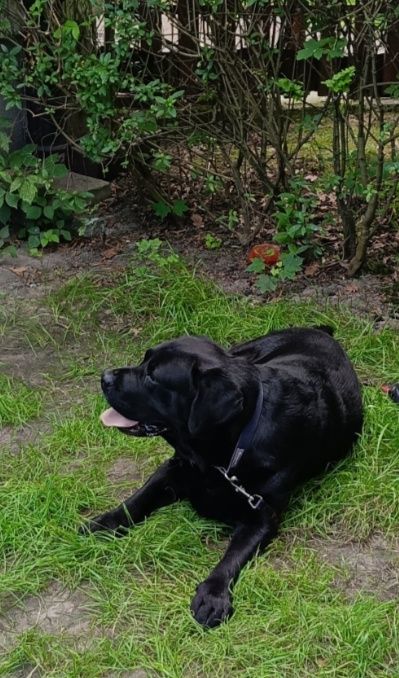 Oddam za darmo labradora