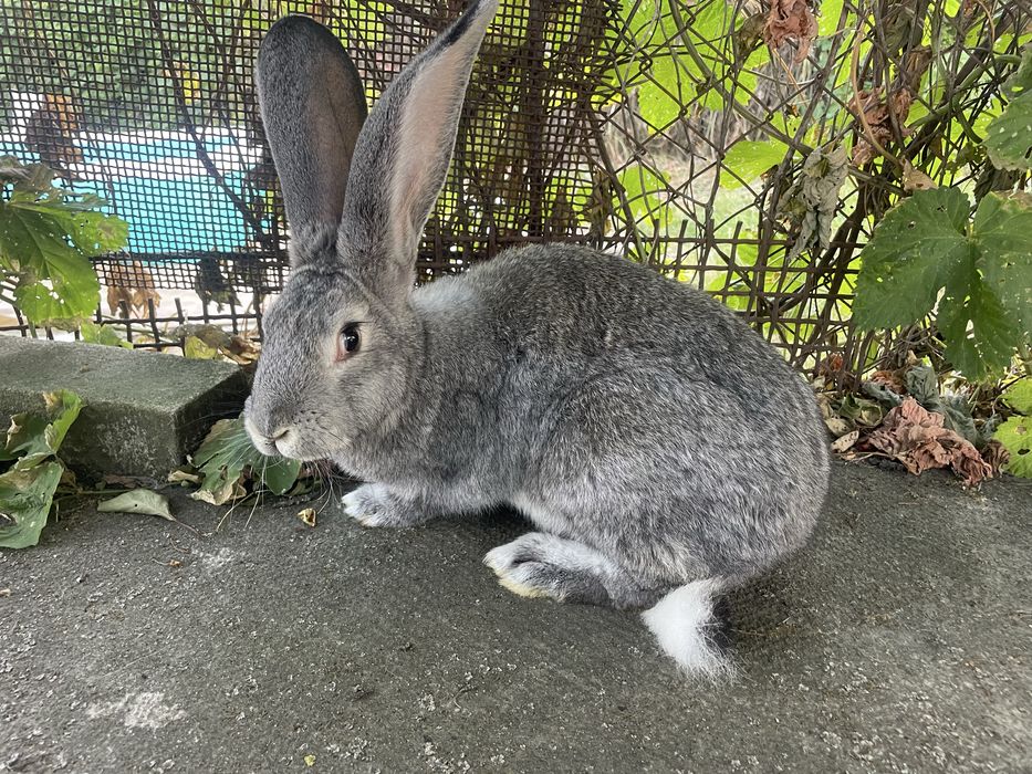 Продам кролиць.