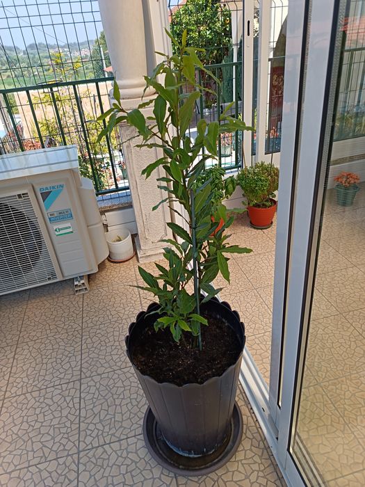 Vendo esta Planta que é um loureiro