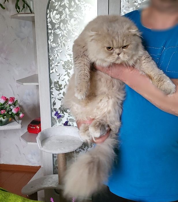 Котик в дрогоценном окрасе.