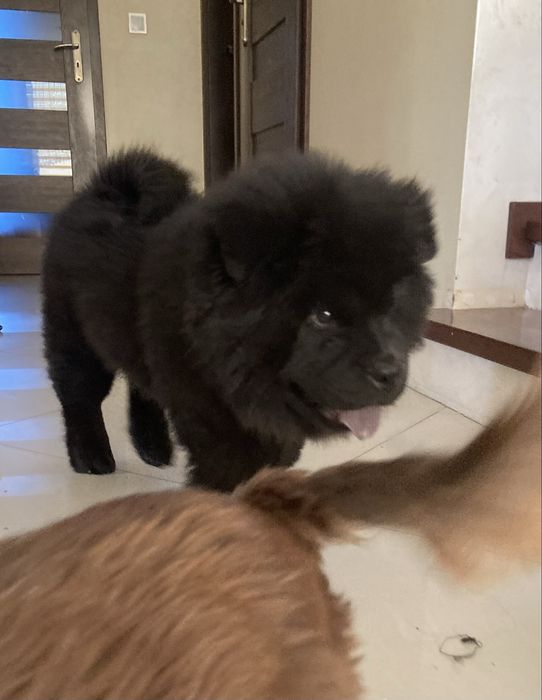 Suczka czarna chow chow
