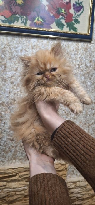 Породисті персидські кошенята