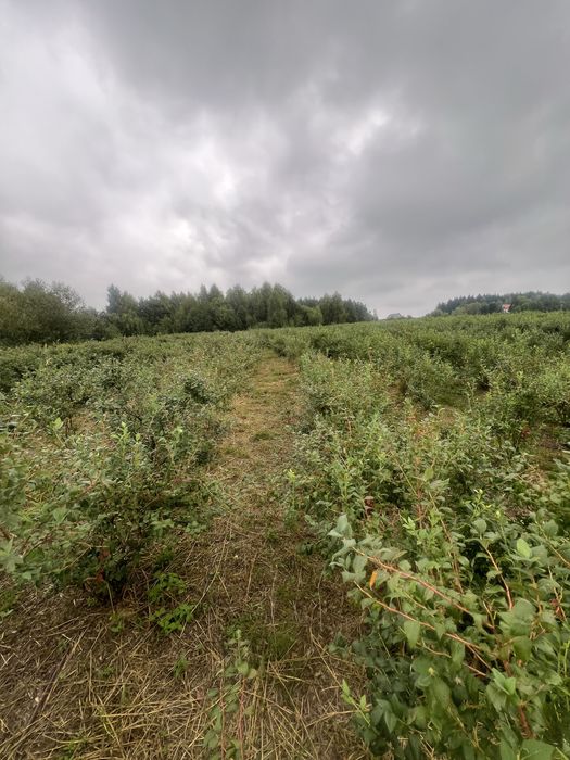 Borówka amerykańska